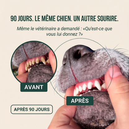 DentaClean - Spray Dentaire pour Chien