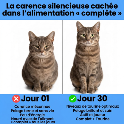 Stoppez la carence silencieuse avant même d'en voir les signes avec MinouSupps™ Taurine
